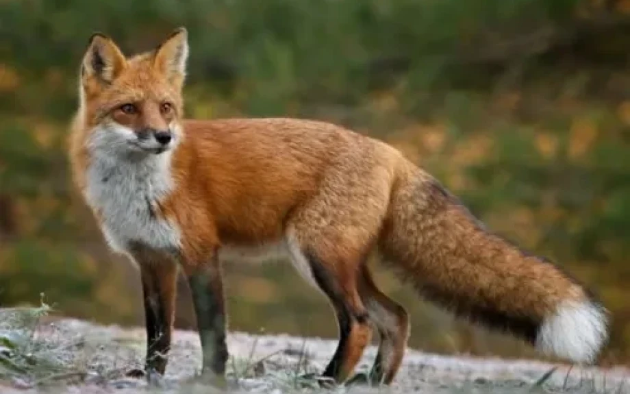 Έναρξη του προγράμματος ενεργητικής επιτήρησης της λύσσας