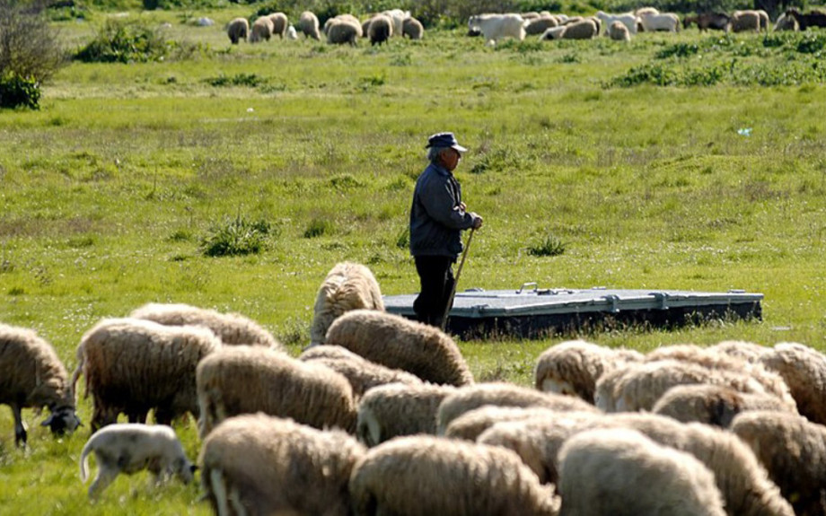 Χρήστος Κέλλας: Δεν υπάρχει εγκεκριμένο εμβόλιο κατά της ευλογιάς στην ΕΕ
