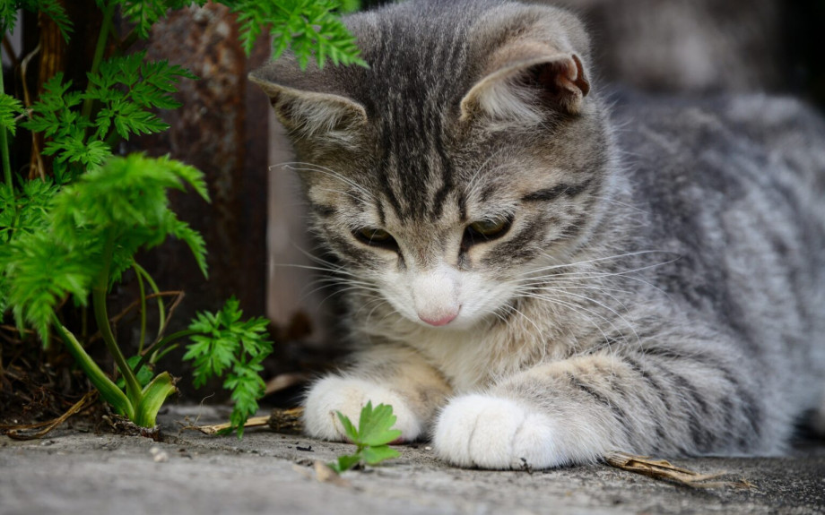 Γιατί οι γάτες ανεβαίνουν στα δέντρα και δεν μπορούν να κατέβουν; Τι να κάνετε και τι όχι για να τις βοηθήσετε