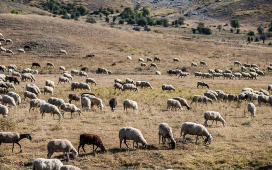 Οι στρατιωτικοί κτηνίατροι: Στη γραμμή άμυνας κατά της ευλογιάς