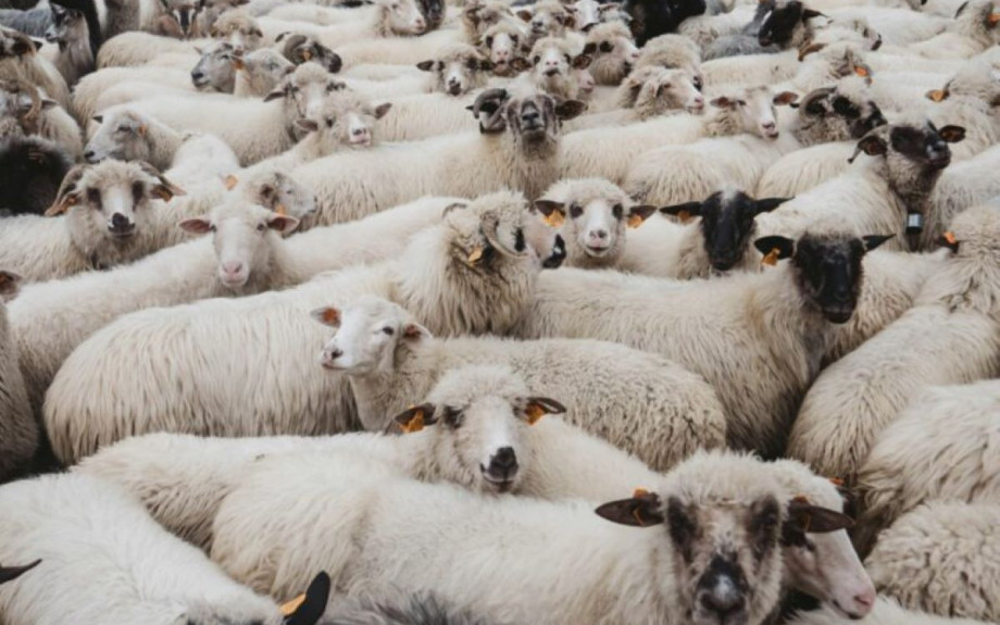 Παραδεκτή και νόμιμη η αναφορά από το Ευρωπαϊκό Κοινοβούλιο για την πανώλη και την ευλογιά στα ζώα