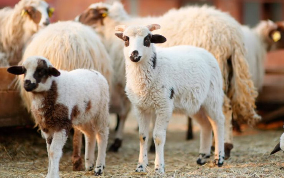 Νέα ενίσχυση 26 εκατ. ευρώ για αποζημιώσεις κτηνοτρόφων λόγω ευλογιάς- 2.899.254€ στις Σέρρες