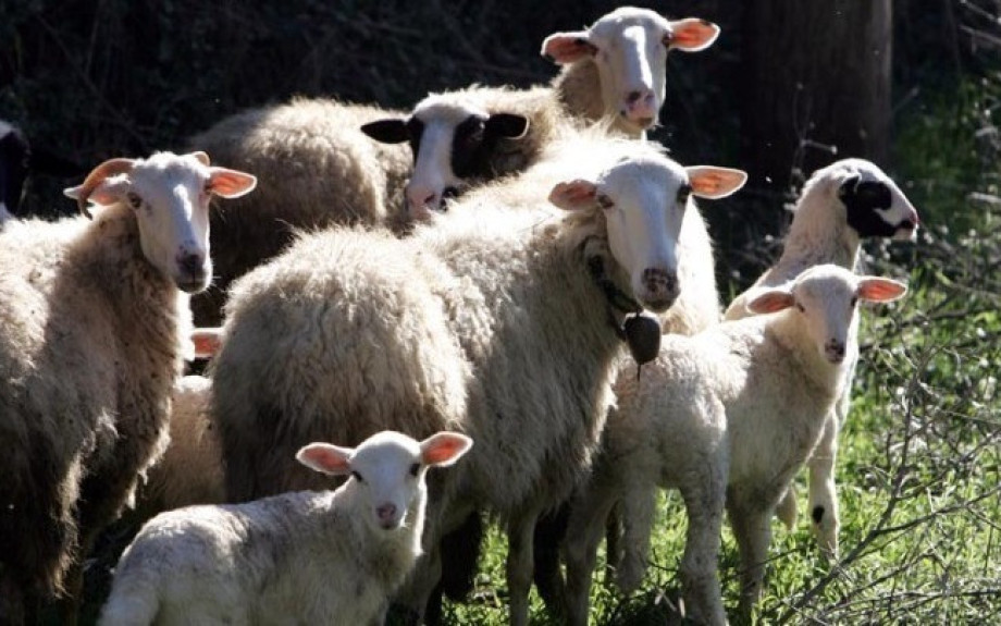 ΥΠΑΑΤ: Πιστώθηκαν 26,9 εκατ. ευρώ σε κτηνοτρόφους για απώλεια εισοδήματος εξαιτίας της ευλογιάς και της πανώλης