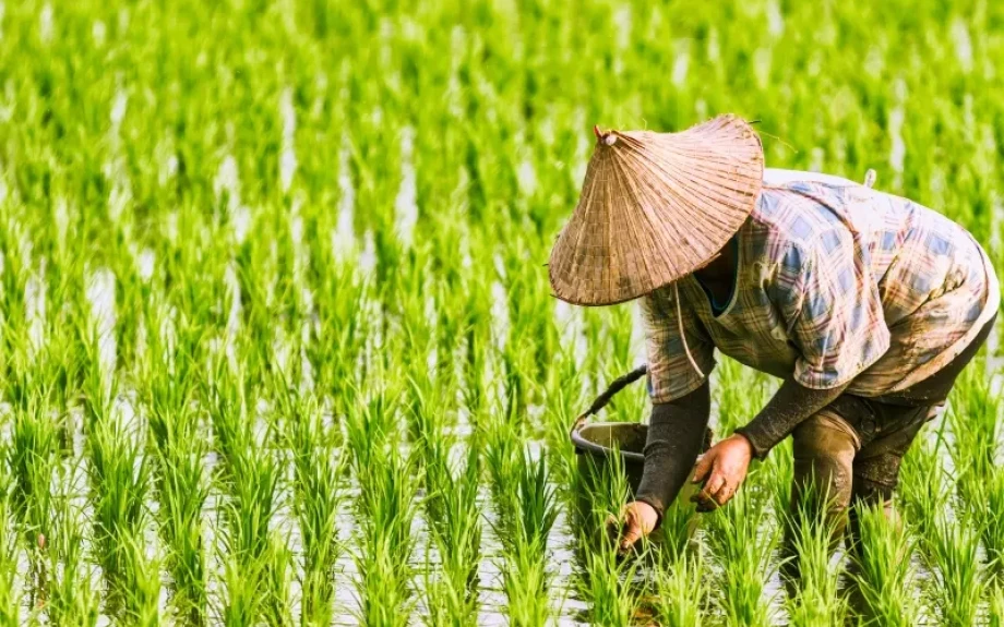 Συζήτησαν Χατζηβασιλείου, Τσιάρας και Λυκουρέντζος -Να ενταχθεί η καλλιέργεια ρυζιού στις ενισχύσεις de minimis