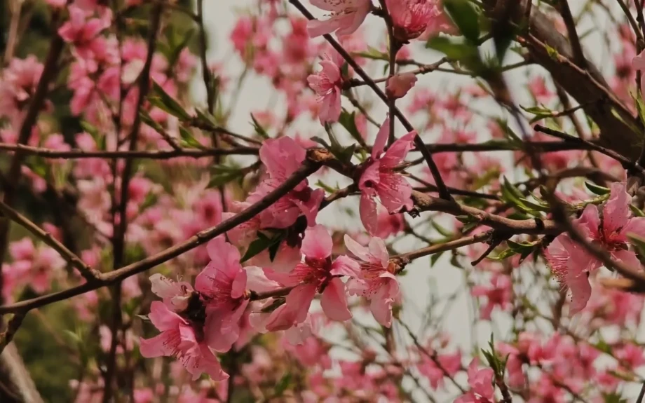 21η Μαρτίου -Παγκόσμια ημέρα Δασοπονίας – Διεθνή Ημέρα Δασών