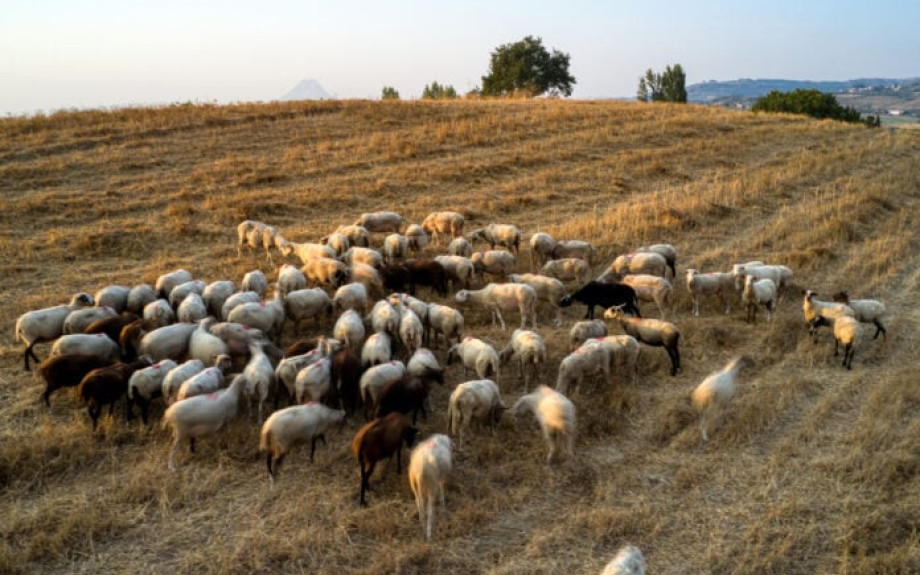 Σε 4 εκτροφές στη Λέσβο επιβεβαιώθηκαν 2 νέα κρούσματα αφθώδους πυρετού