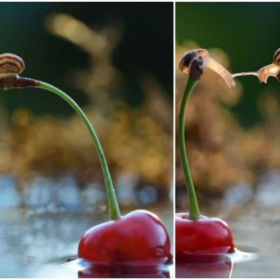 Φωτογράφος απαθανάτισε δύο σαλιγκάρια καθισμένα πάνω σε κεράσια να φιλιούνται
