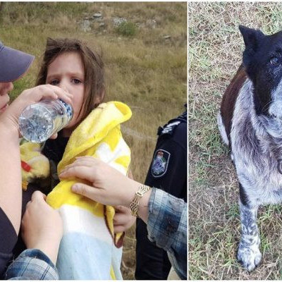 ΜΑΞ: Ο ΣΚΥΛΟΣ «ΗΡΩΑΣ» ΠΟΥ ΕΣΩΣΕ ΕΝΑ ΤΡΙΧΡΟΝΟ ΚΟΡΙΤΣΑΚΙ!