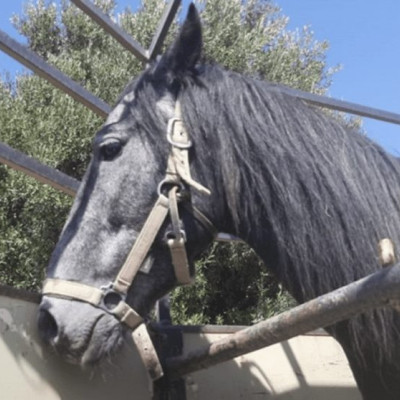 Εως τις 11 Απριλίου  Το ΚΕΘΙΣ διοργανώνει διεθνές σεμινάριο ιπποθεραπείας