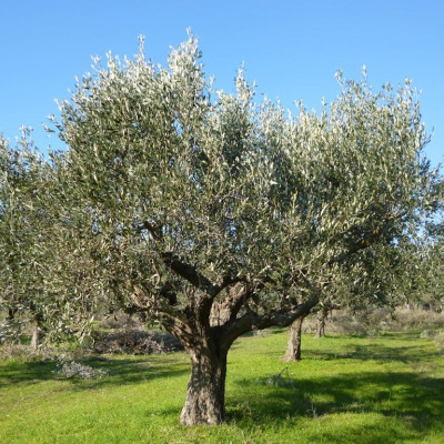 Η Π.Ε Σερρών ενημερώνει για την Αντιμετώπιση εντόμων και ασθενειών στις καλλιέργειες  της ελιάς και της αμπέλου