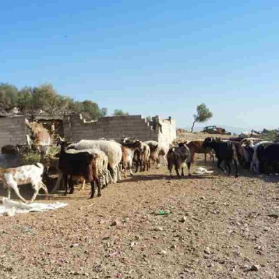 Μάνδρα: Ομολόγησε ο 14χρονος ότι σκότωσε τον αδελφό του