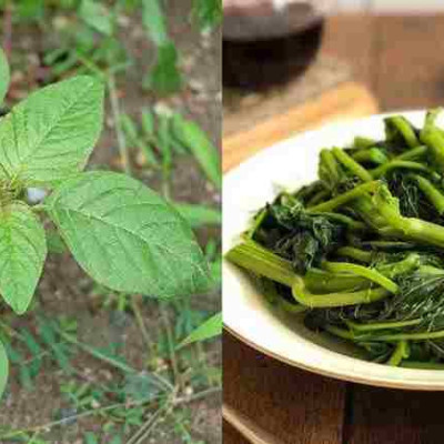 Χόρτα βλίτα: Ανεκτίμητη διατροφική αξία – Ποια τα οφέλη αλλά και οι παρενέργειες – Τι να προσέχετε