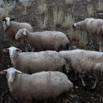 Για την αντιμετώπιση της ευλογιάς των αιγοπροβάτων: 7 μέτρα σε ισχύ στις Σέρρες