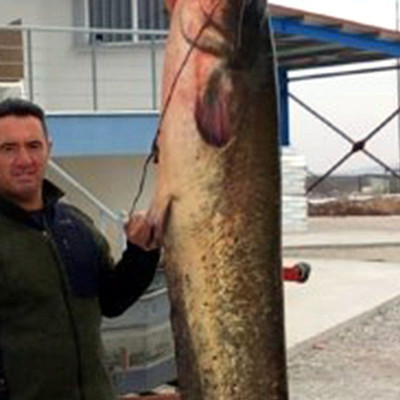 Έπιασε στον Στρυμόνα ένα ψάρι δύο και πλέον μέτρων και 65 κιλών!