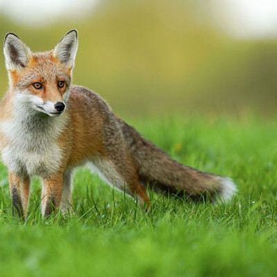 Έναρξη της 20ής Εμβολιαστικής Εκστρατείας των Αλεπούδων για το Πρόγραμμα Επιτήρησης και Καταπολέμησης της Λύσσας