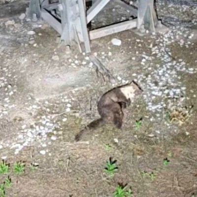 Ένα «κουνάβι» προκάλεσε την διακοπή ρεύματος