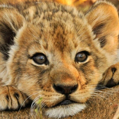 Εστιατόριο στην Κίνα προσφέρει γεύμα «αγκαλιά» με λιονταράκια