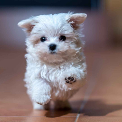 5 κίνδυνοι από τους οποίους απειλείται η υγεία του σκύλου σας το καλοκαίρι