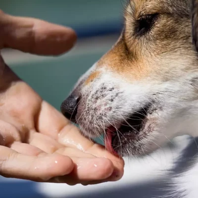 Άνδρας πεθαίνει όταν τον έγλειψε ο σκύλος του