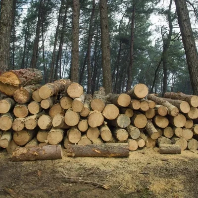 Τραγωδία στη Λάρισα: Άνδρας έχασε τη ζωή του πέφτοντας πάνω στο αλυσοπρίονο που κρατούσε