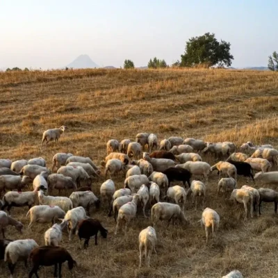 Άρχισαν συλλήψεις για παράβαση των μέτρων βιοσφάλειας- 2 συλλήψεις στις Σέρρες