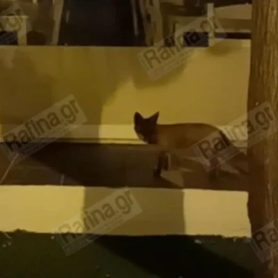 Ραφήνα: Τραυματισμένο αλεπουδάκι αναζητά τροφή στην κεντρική πλατεία