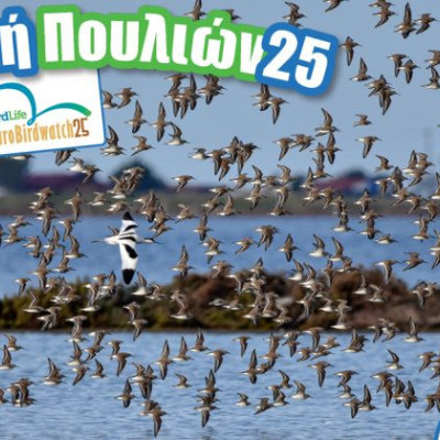 Ευρωπαϊκή Γιορτή των Πουλιών-Την Κυριακή στη Λίμνη Κερκίνη