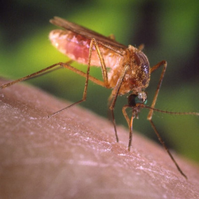 Ιός Δυτικού Νείλου: Πρώτο κρούσμα στην Κρήτη – 60χρονος νοσηλεύεται στο ΠΑΓΝΗ