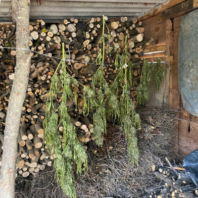 Θεσσαλονίκη: Συνελήφθησαν 3 άτομα για διακίνηση ναρκωτικών ουσιών