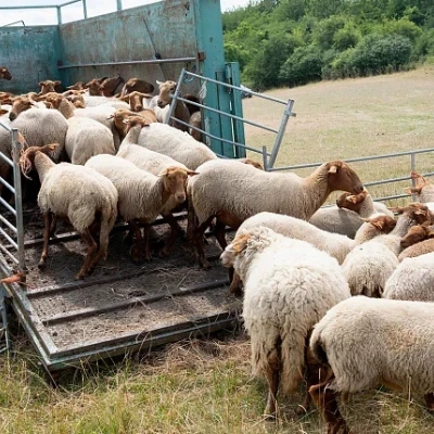Οδηγίες για τις μετακινήσεις αιγοπροβάτων ενόψει της εορταστικής περιόδου