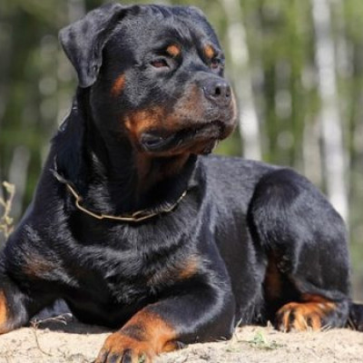 Ροτβάιλερ επιτέθηκε και τραυμάτισε πολίτη στην Καλαμάτα - Αστυνομικός πυροβόλησε και σκότωσε τον σκύλο