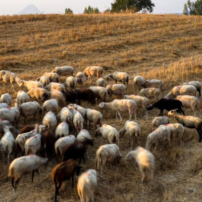 Νέα έκτακτη στήριξη των κτηνοτρόφων λόγω ζωονόσων ύψους 56 εκατ. €