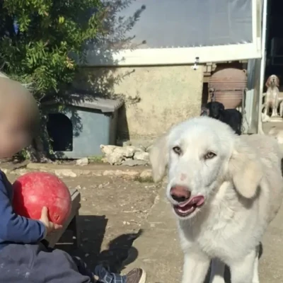 Ζάκυνθος: «Τον έχασα 30 δευτερόλεπτα από τα μάτια μου», λέει ο πατέρας του 2χρονου που σκοτώθηκε από πίτμπουλ