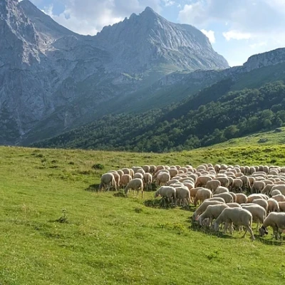 ΠΟΓΕΔΥ- Με την νέα ΚΥΑ των βοσκοτόπων δημιουργείται μια νέα “τεχνική λύση”