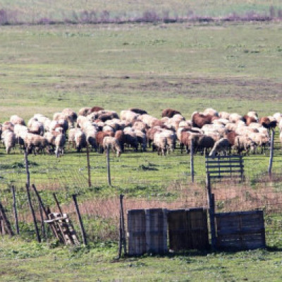 Άρχισαν συλλήψεις για παραβίαση των μέτρων βιοασφάλειας για την ευλογιά των αιγοπροβάτων -Σε έξαρση η ζωονόσος στις Σέρρες