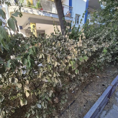 Δήμος Σερρών: Εργασίες κοπής δένδρων και προσωρινές κυκλοφοριακές ρυθμίσεις στην οδό Γεωργίου Παπανδρέου