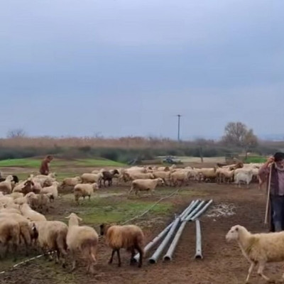 Αγροτικές κινητοποιήσεις - Εγκεφαλικό υπέστη ο εκτροφέας της φυλής Ρουμλουκίου: «Τα φύλαξα από ζέστη, από κρύο, από λύκους»