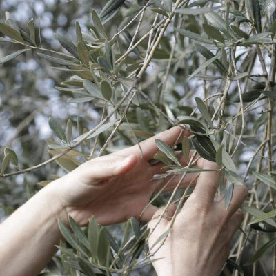 Αγρίνιο: Τους έκαναν «τσακωτούς» να κλέβουν ελιές από ξένο λιοστάσι