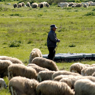 Η πορεία της ευλογιάς από τον Αύγουστο 2024 - έχουν θανατωθεί 433.229 ζώα - 80 νέα κρούσματα
