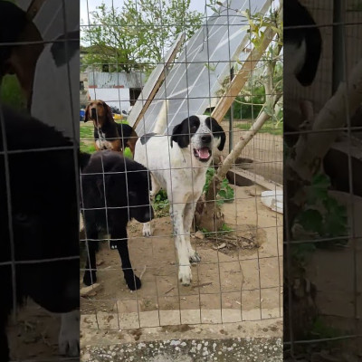 Από το Δήμο Βόλβης και την Ελληνική Αστυνομία «Μαζί για τα ζώα»