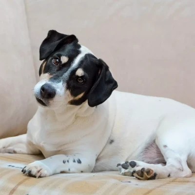 Πώς πρέπει να μιλάτε στον σκύλο σας ώστε να σας καταλαβαίνει