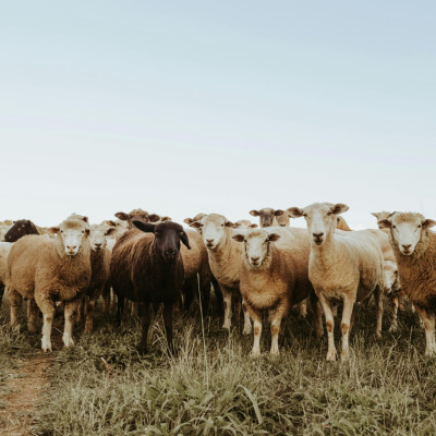 180 εκατ. ευρώ η συνολική ενίσχυση των κτηνοτρόφων λόγω ευλογιάς και πανώλης