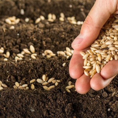 ΕΛΓΟ-ΔΗΜΗΤΡΑ- Nέο κεφάλαιο στην παραγωγή πολλαπλασιαστικού υλικού οπωροφόρων δένδρων στην Ελλάδα