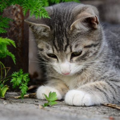 Γιατί οι γάτες ανεβαίνουν στα δέντρα και δεν μπορούν να κατέβουν; Τι να κάνετε και τι όχι για να τις βοηθήσετε