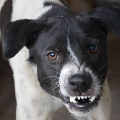 Τι πρέπει να κάνετε σε περίπτωση που σας επιτεθεί ένας σκύλος