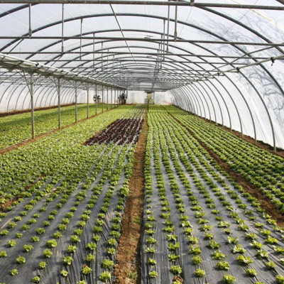 Υπερκαλύφθηκε ο προϋπολογισμός της Παρέμβασης για τα θερμοκήπια- Οι αιτήσεις στο 180%