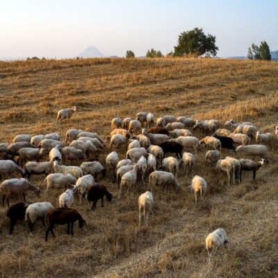 ΕΕΕΔΕΕ- Επικαιροποιημένα στοιχεία για την πορεία της ευλογιάς