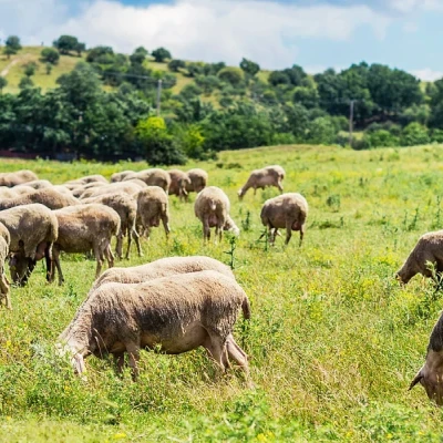 Αίτημα δημόσιας τοποθέτησης της ΑΑΔΕ για την κατανομή βοσκοτόπων και τις πληρωμές βοσκοτοπικών ενισχύσεων έτους 2025 από την ΠΟΓΕΔΥ