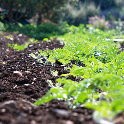 Το επιχειρηματικό εισόδημα στην ελληνική γεωργία Μειωμένο κατά 12,5%