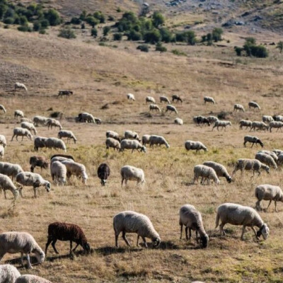 Οι στρατιωτικοί κτηνίατροι: Στη γραμμή άμυνας κατά της ευλογιάς
